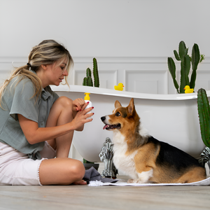 Grooming Tips for a Happy and Healthy Pet