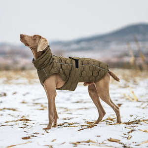 Keep Your Pup Cozy with Our Winter Pet Clothing