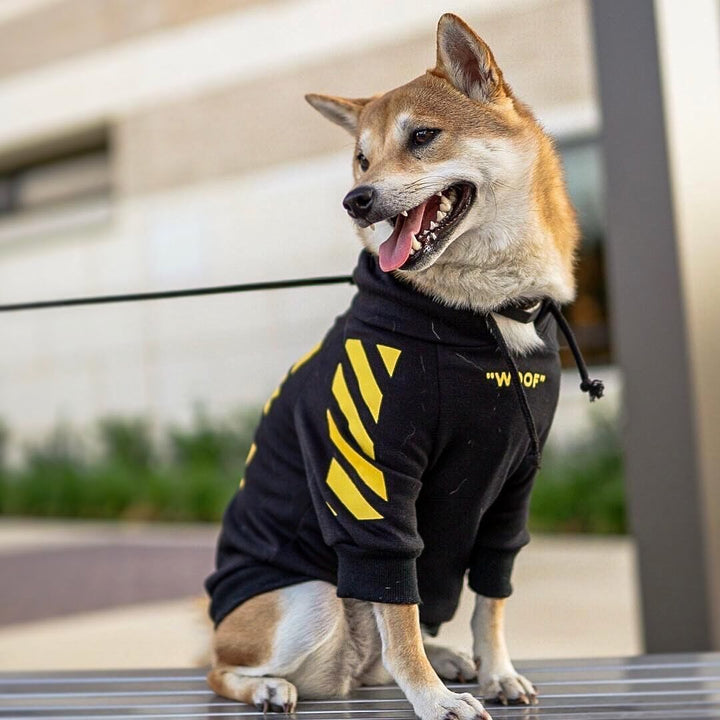 Corgi sports dog clothes