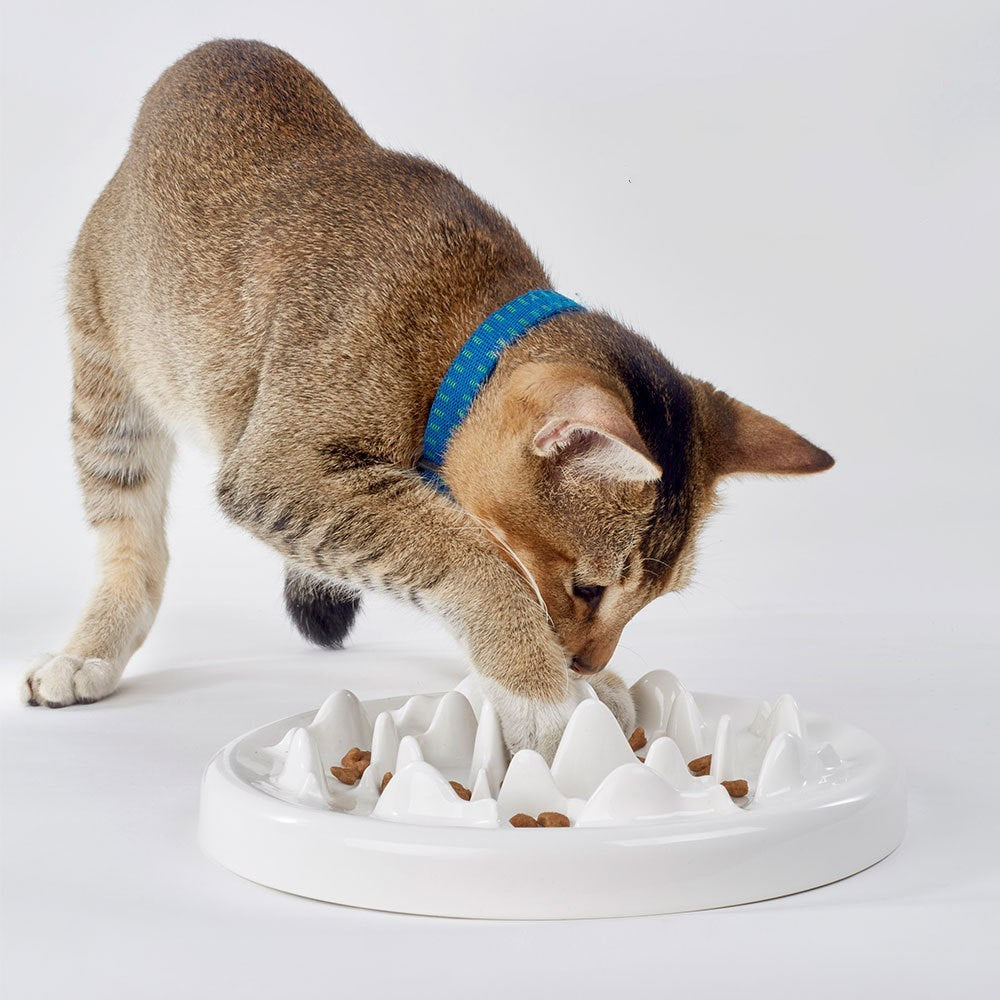 Slow Food Ceramic Pet Bowl